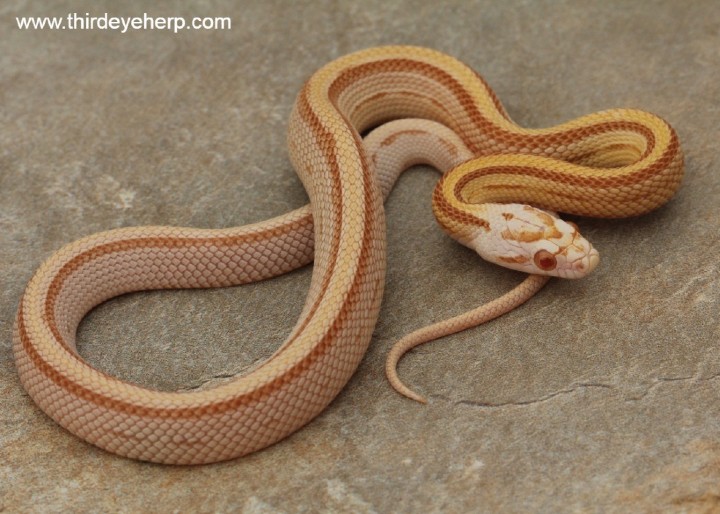 Stripe Butter Corn Snake